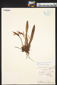 Maxillaria uniflora image