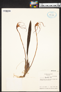 Maxillaria lepidota image