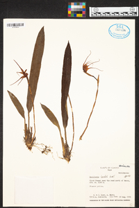Maxillaria lepidota image