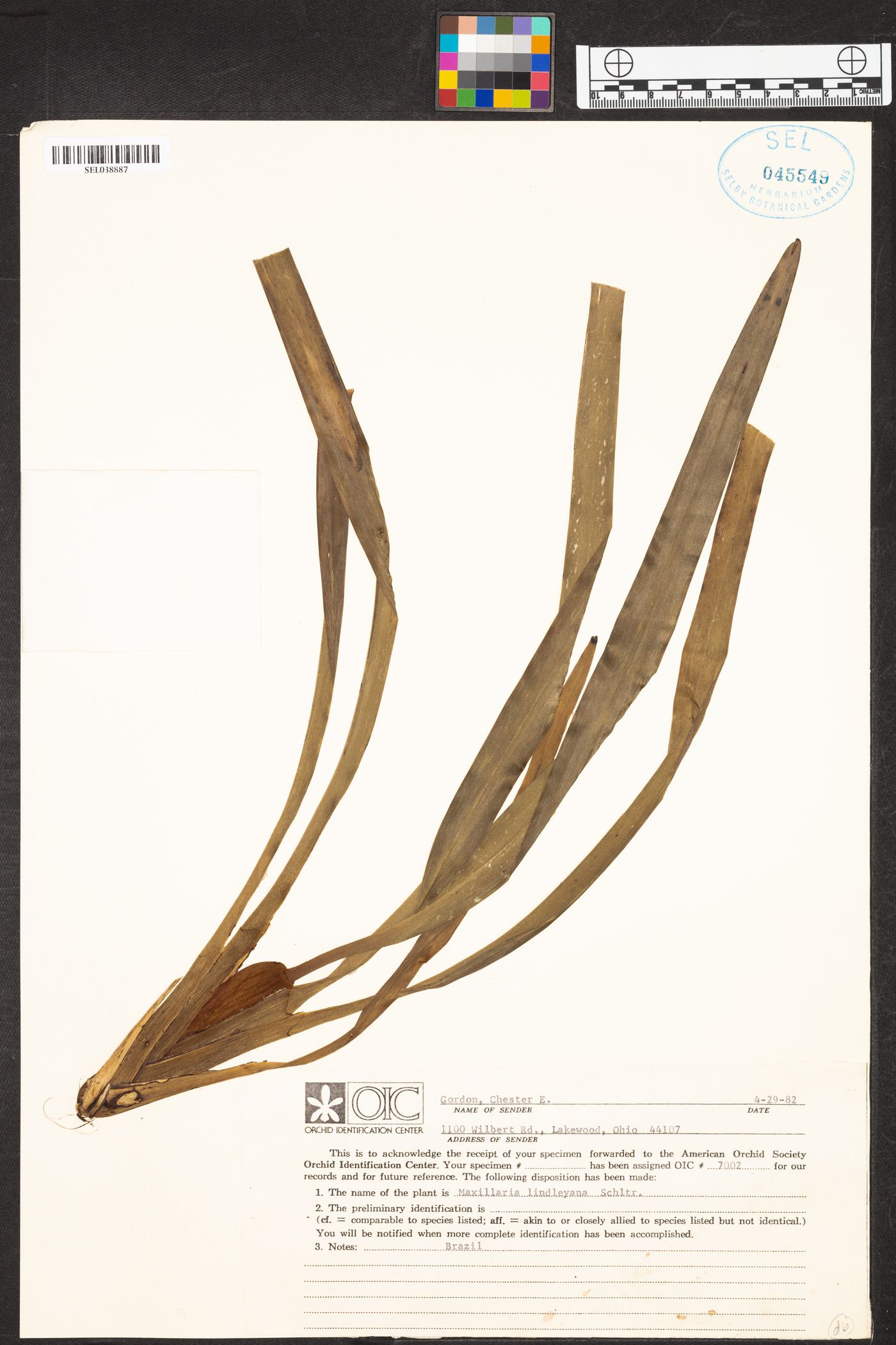 Maxillaria crocea image