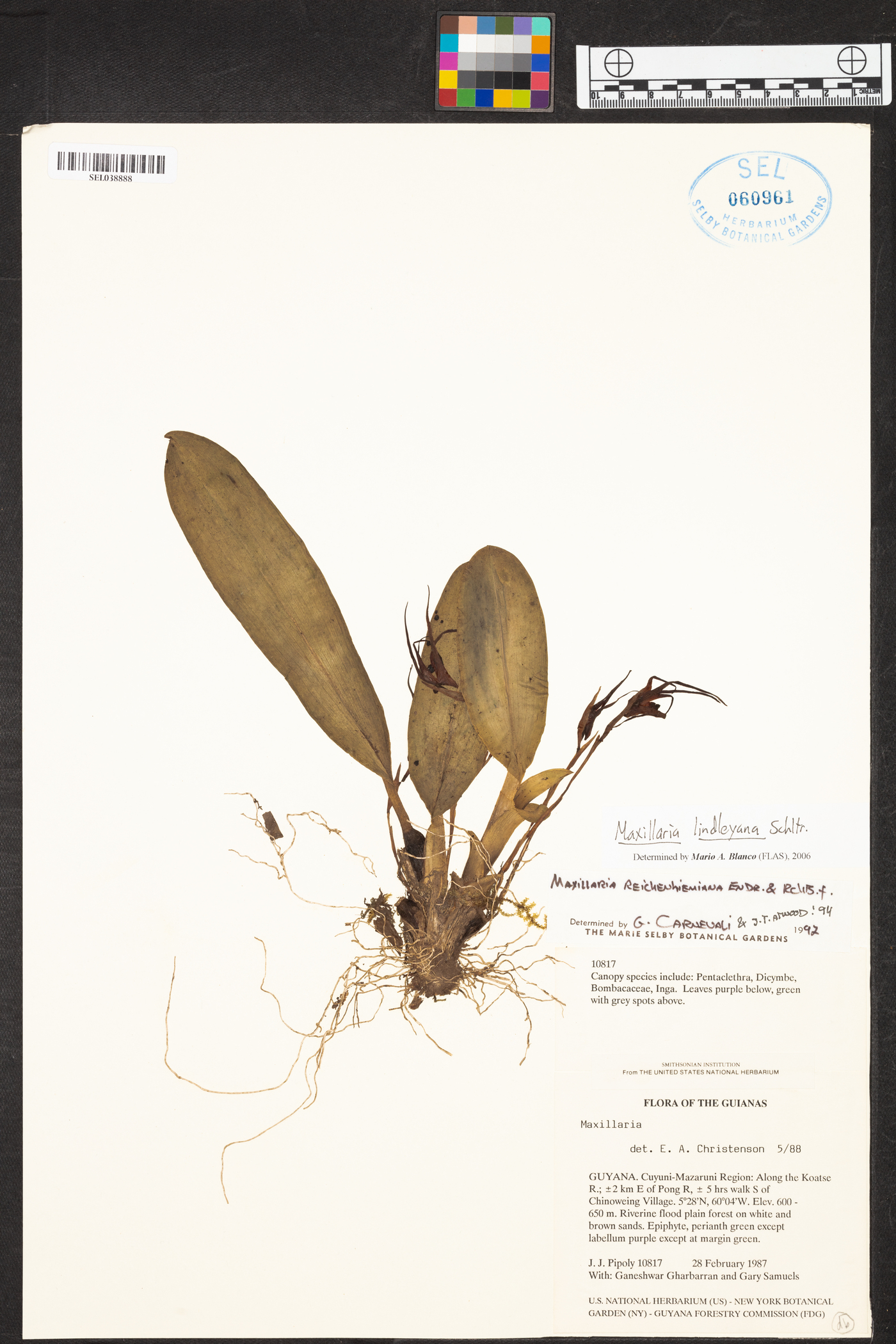 Maxillaria crocea image