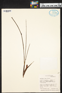 Maxillaria lueri image