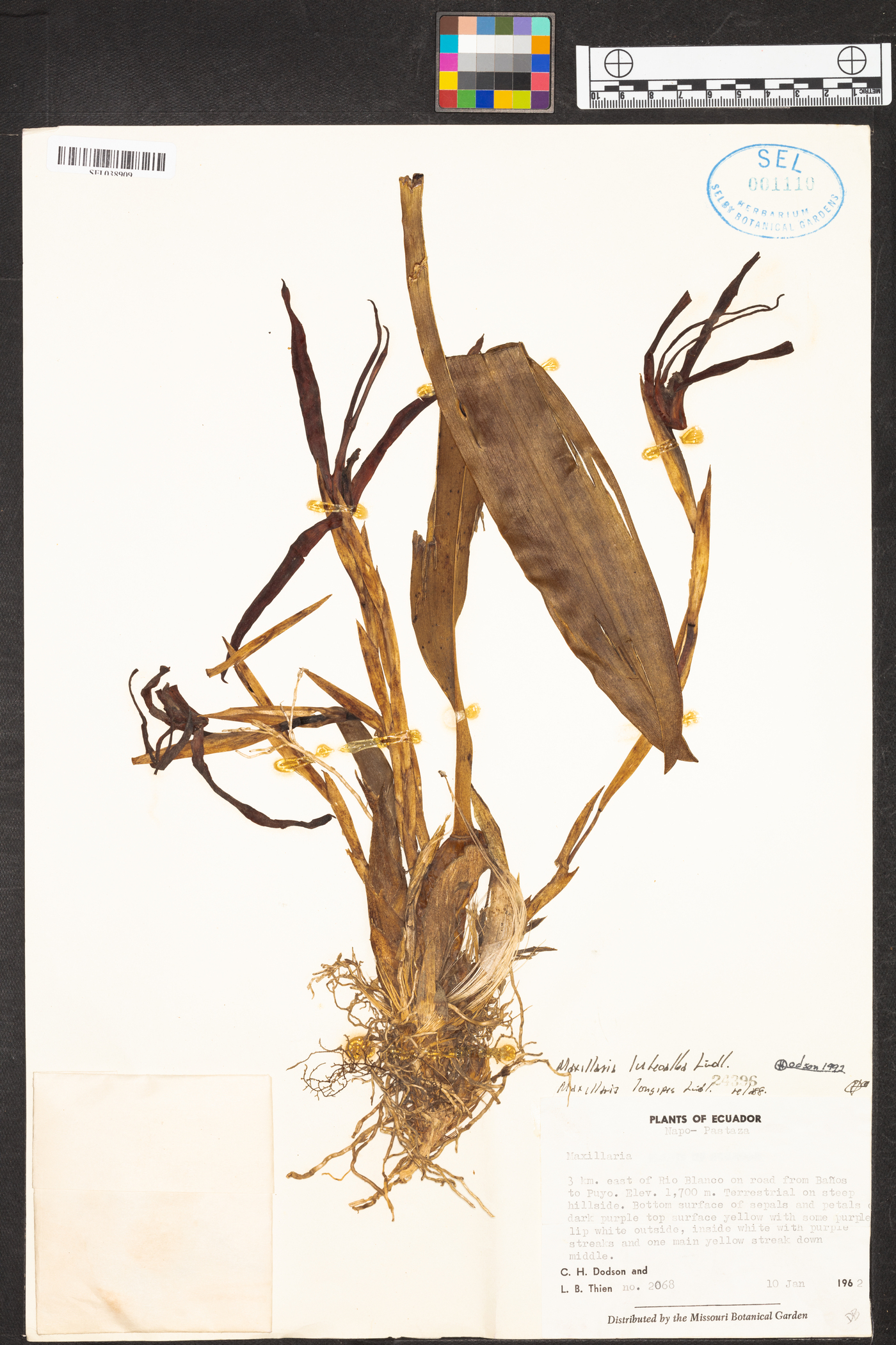 Maxillaria luteoalba image