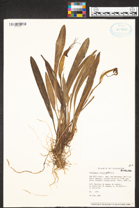 Maxillaria bradei image