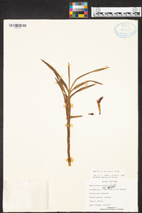 Maxillaria meridensis image