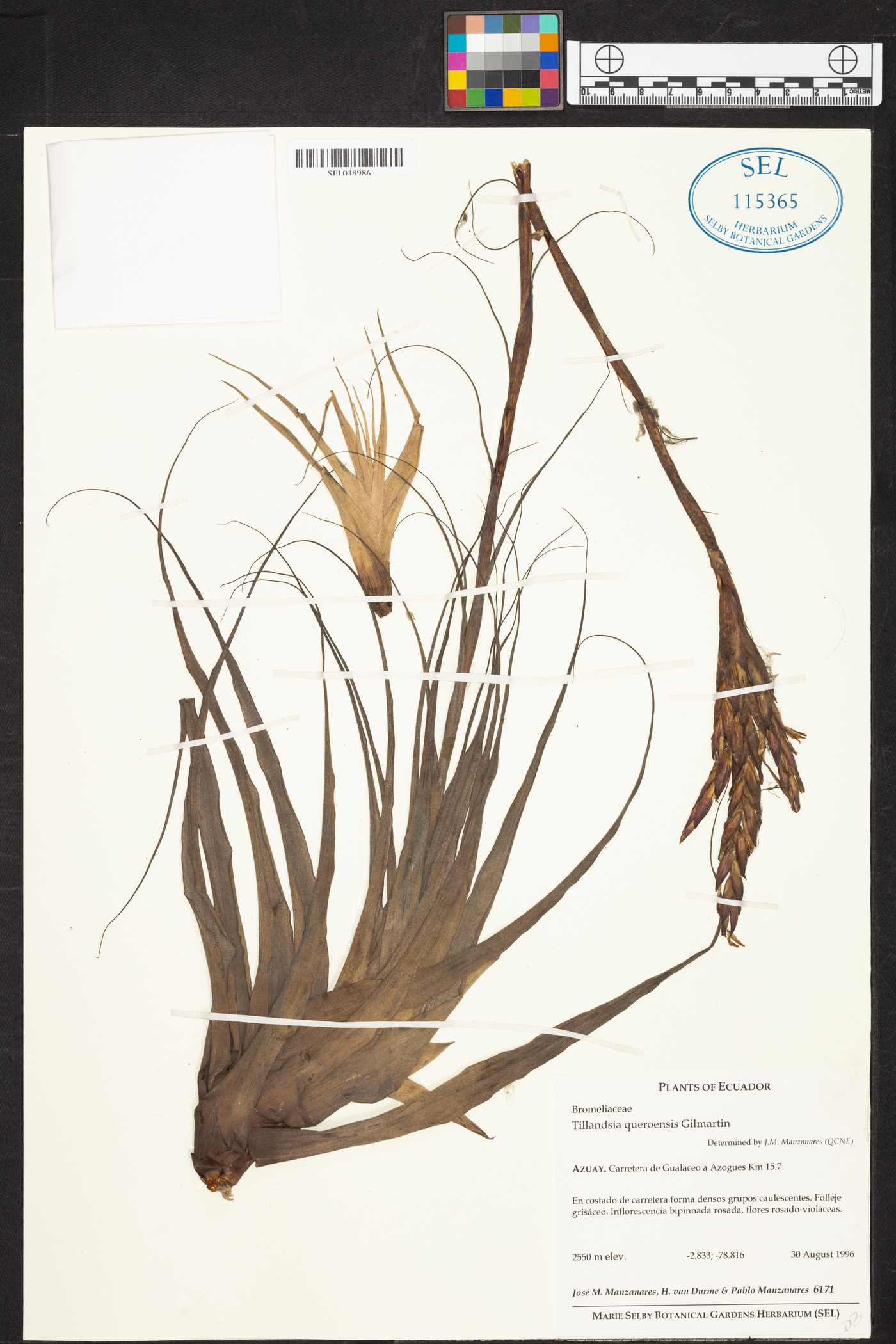 Tillandsia queroensis image