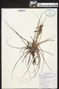 Tillandsia schiedeana image