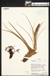 Tillandsia rhomboidea image