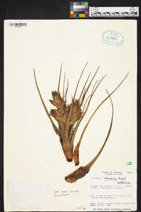 Tillandsia rhomboidea image