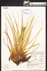 Tillandsia rhomboidea image