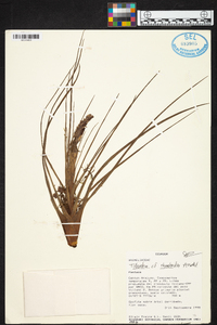 Tillandsia rhomboidea image