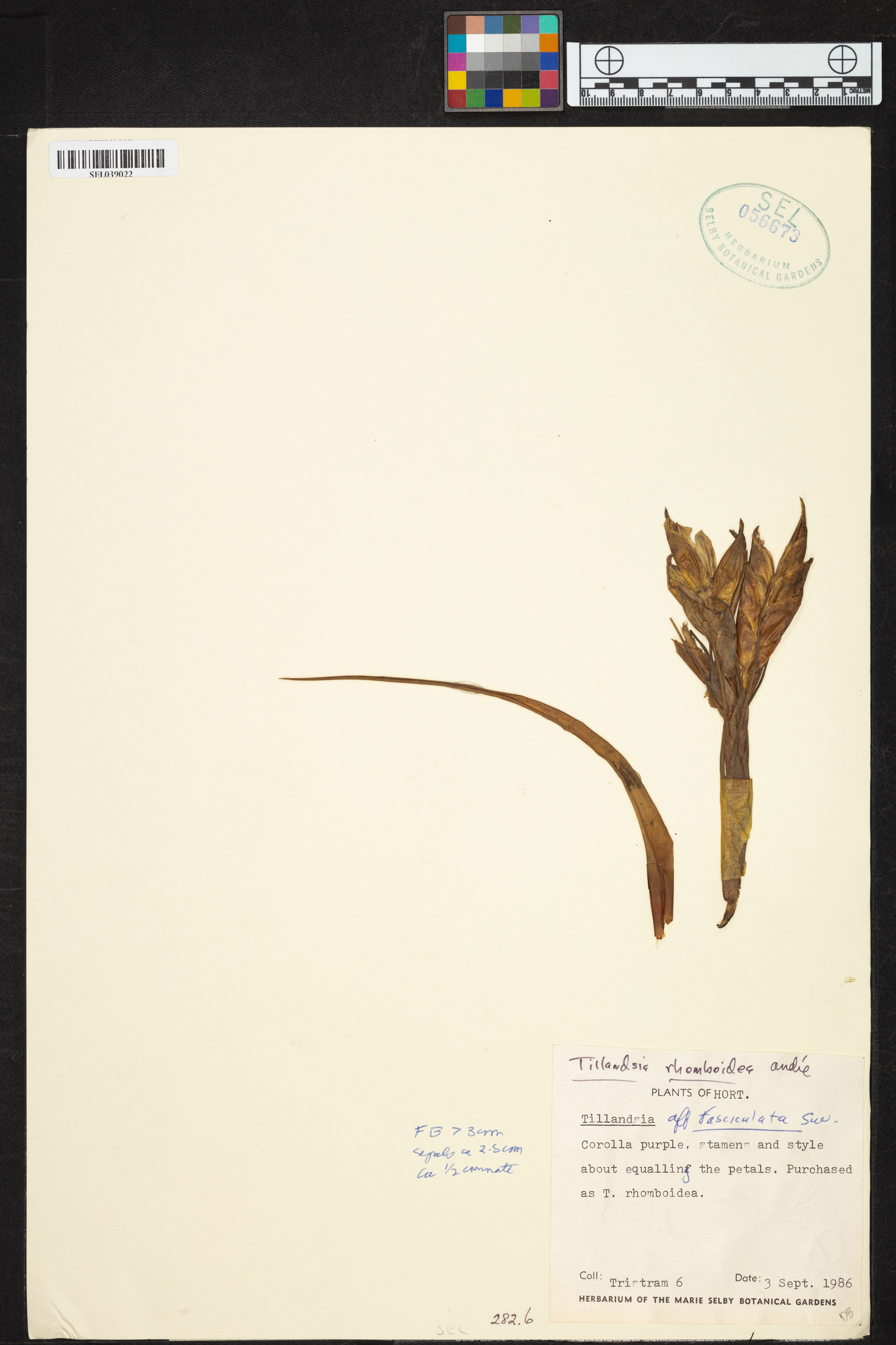 Tillandsia rhomboidea image