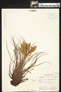 Tillandsia rhomboidea image