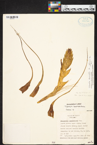 Tillandsia fasciculata var. venosispica image