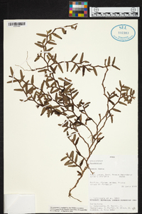 Epidendrum repens image