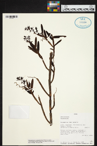 Epidendrum rugulosum image