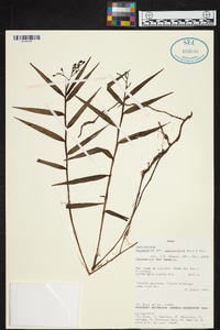 Epidendrum parviflorum image