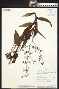 Epidendrum agoyanense image