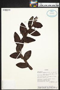 Epidendrum alberti image