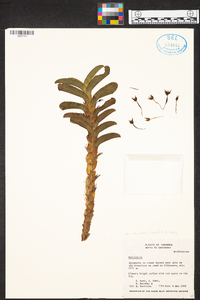 Maxillaria miniata image