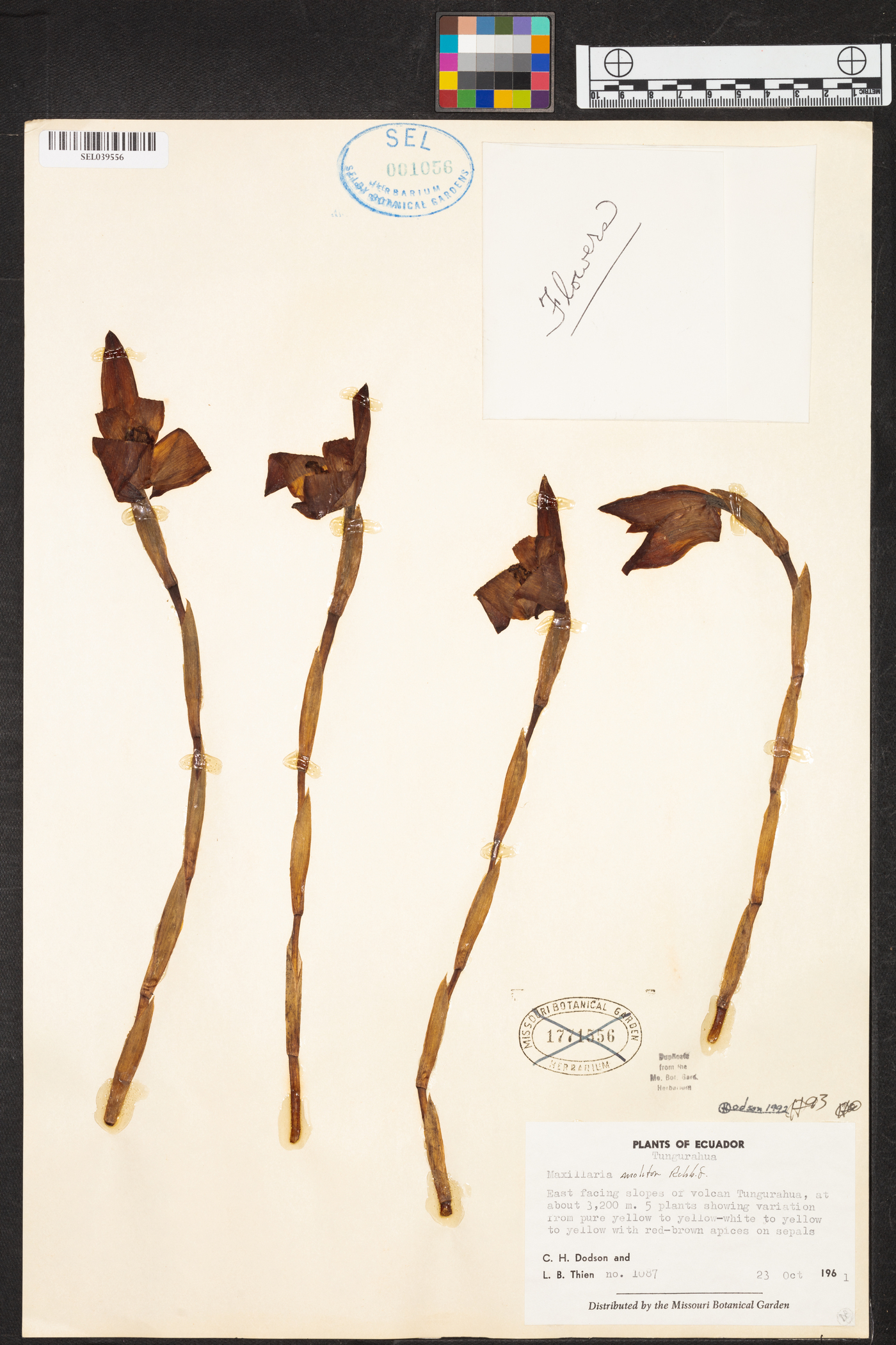 Maxillaria molitor image