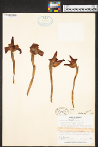 Maxillaria molitor image