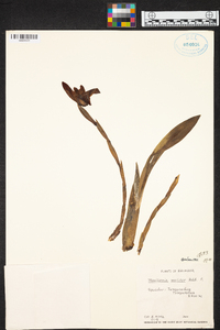 Maxillaria molitor image