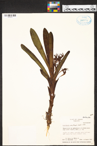 Maxillaria multicaulis image