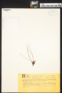 Maxillaria nardoides image