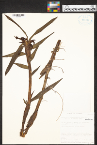 Maxillaria nanegalensis image