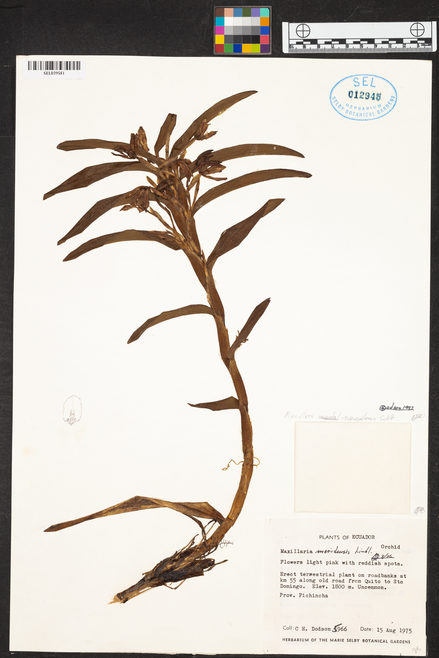 Maxillaria nanegalensis image