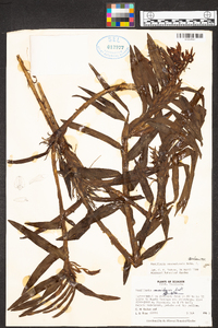 Maxillaria nanegalensis image