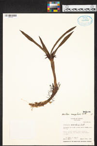 Maxillaria nanegalensis image