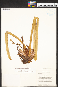 Maxillaria nasuta image