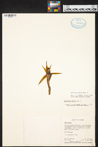 Maxillaria nasuta image