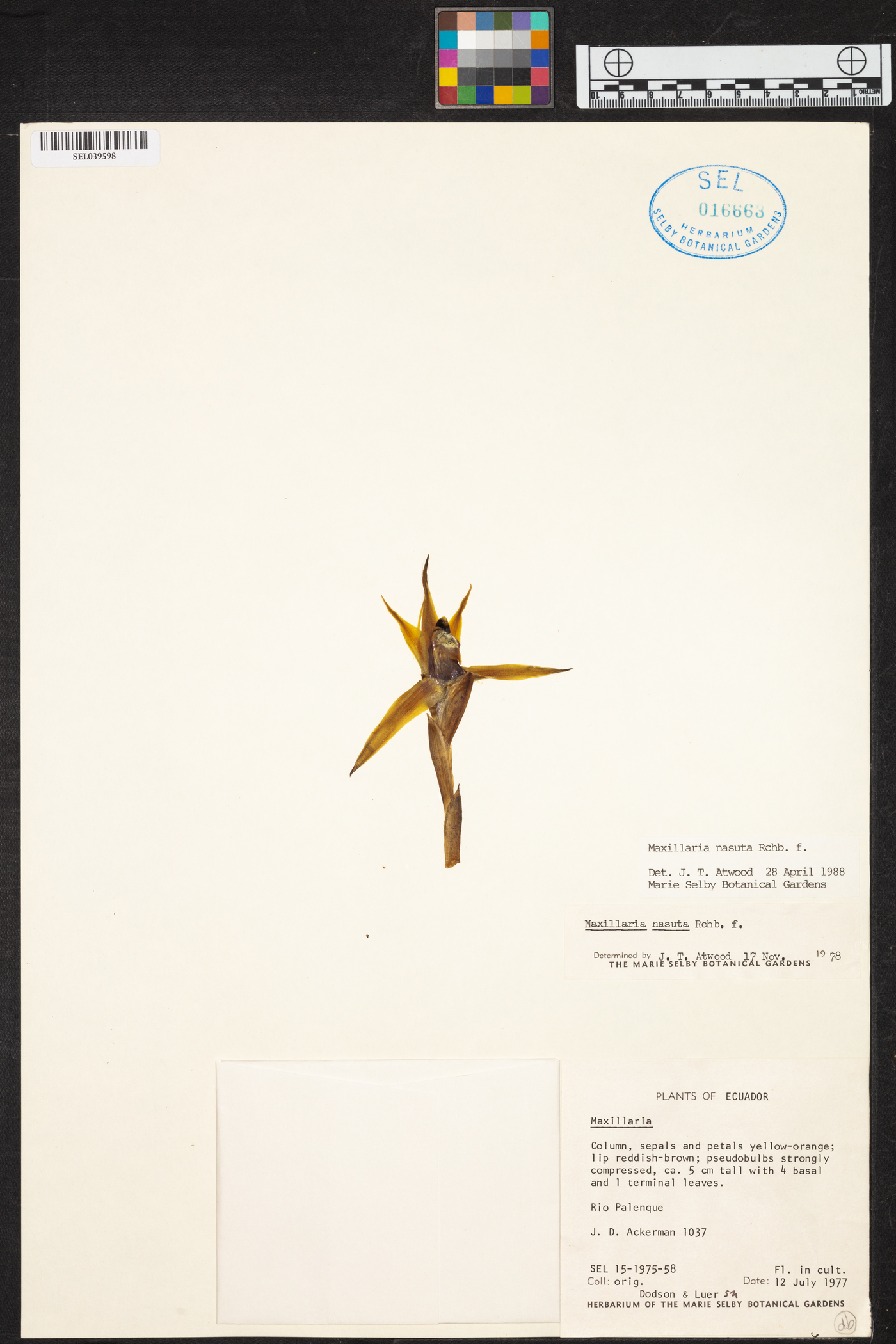 Maxillaria nasuta image