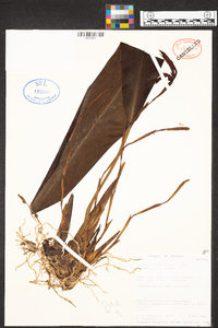 Maxillaria nigrescens image