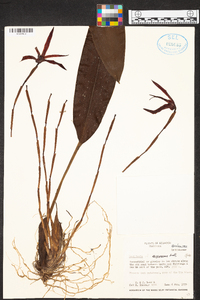 Maxillaria nigrescens image