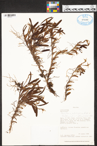 Maxillaria notylioglossa image