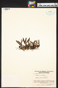 Maxillaria notylioglossa image
