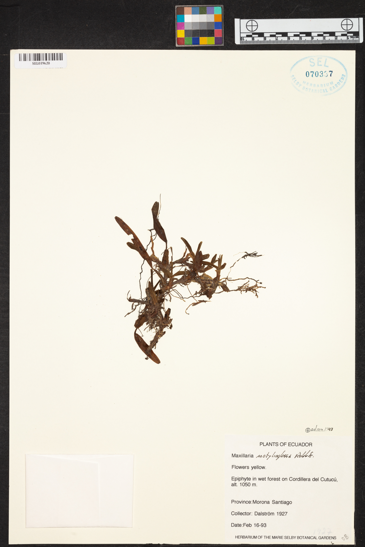 Maxillaria notylioglossa image