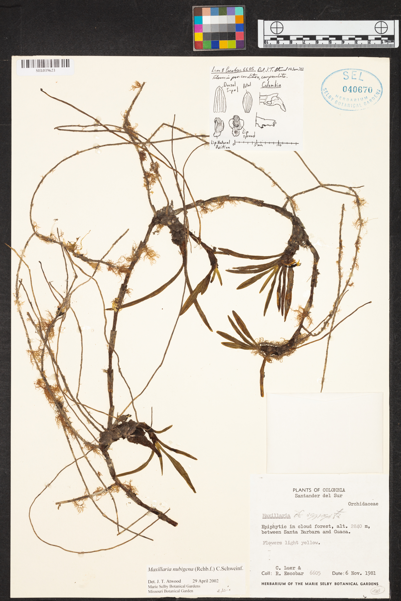 Maxillaria nubigena image