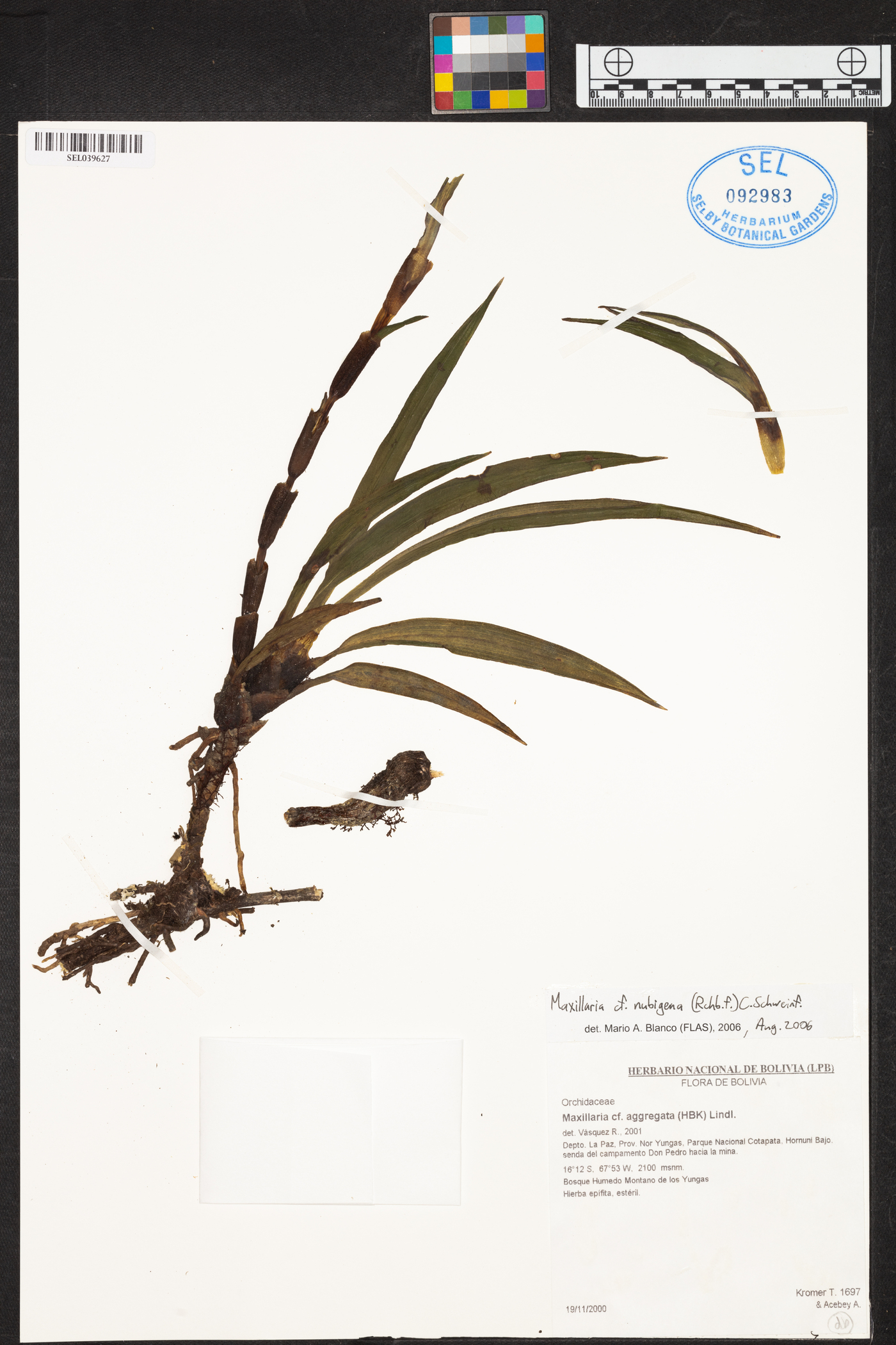 Maxillaria nubigena image