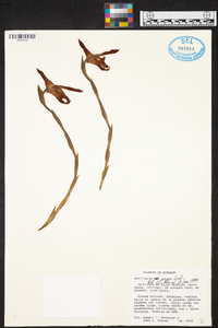 Maxillaria nutans image