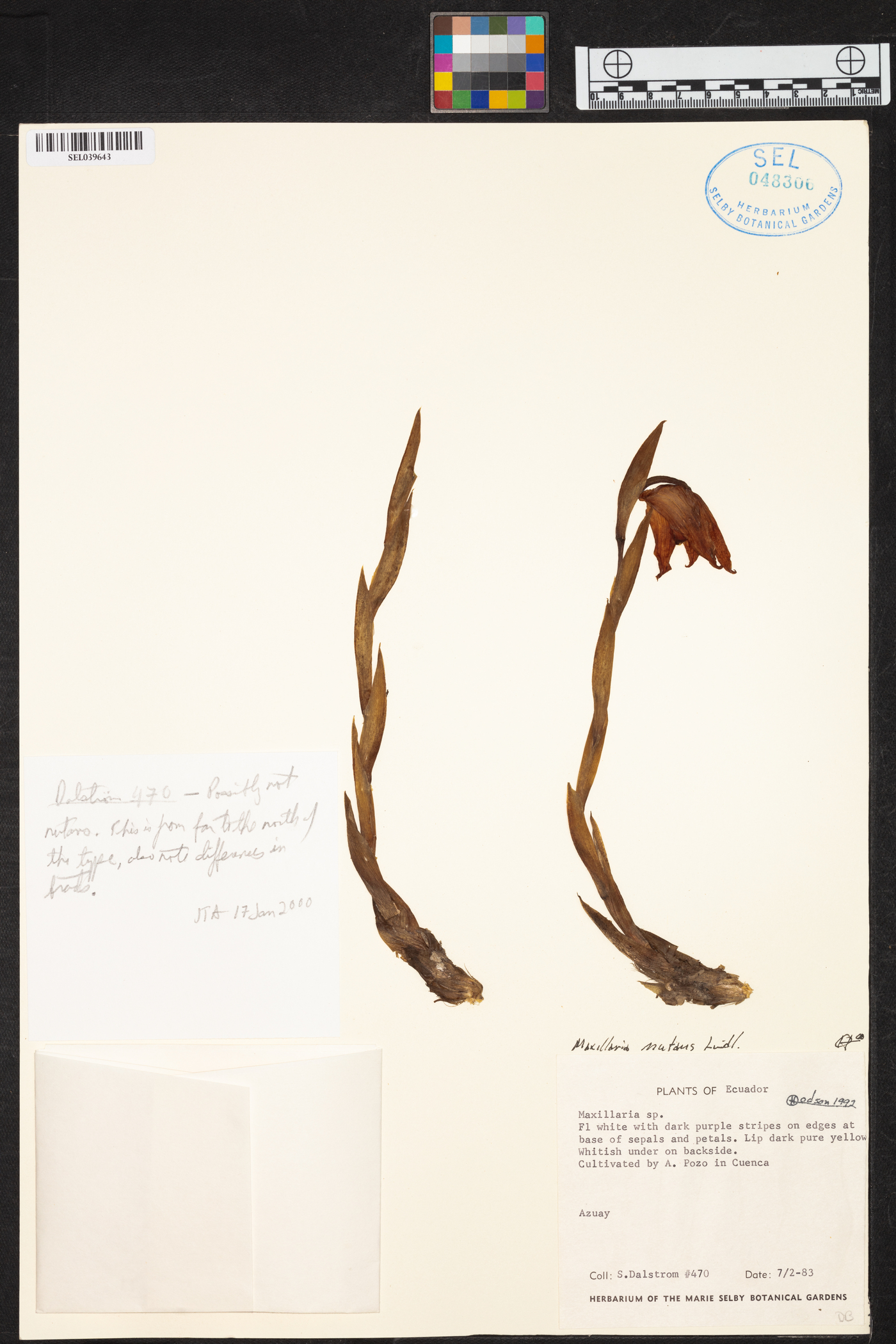 Maxillaria nutans image