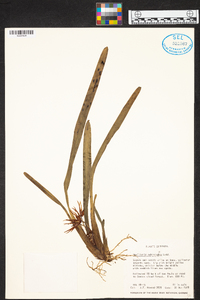 Maxillaria ochroleuca image