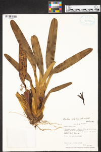 Maxillaria ochroleuca image