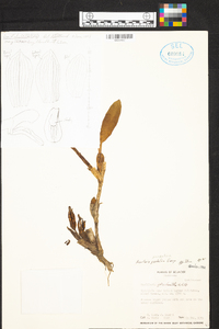 Maxillaria pardalina image