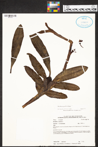 Maxillaria pardalina image