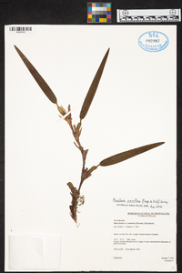 Maxillaria parviflora image